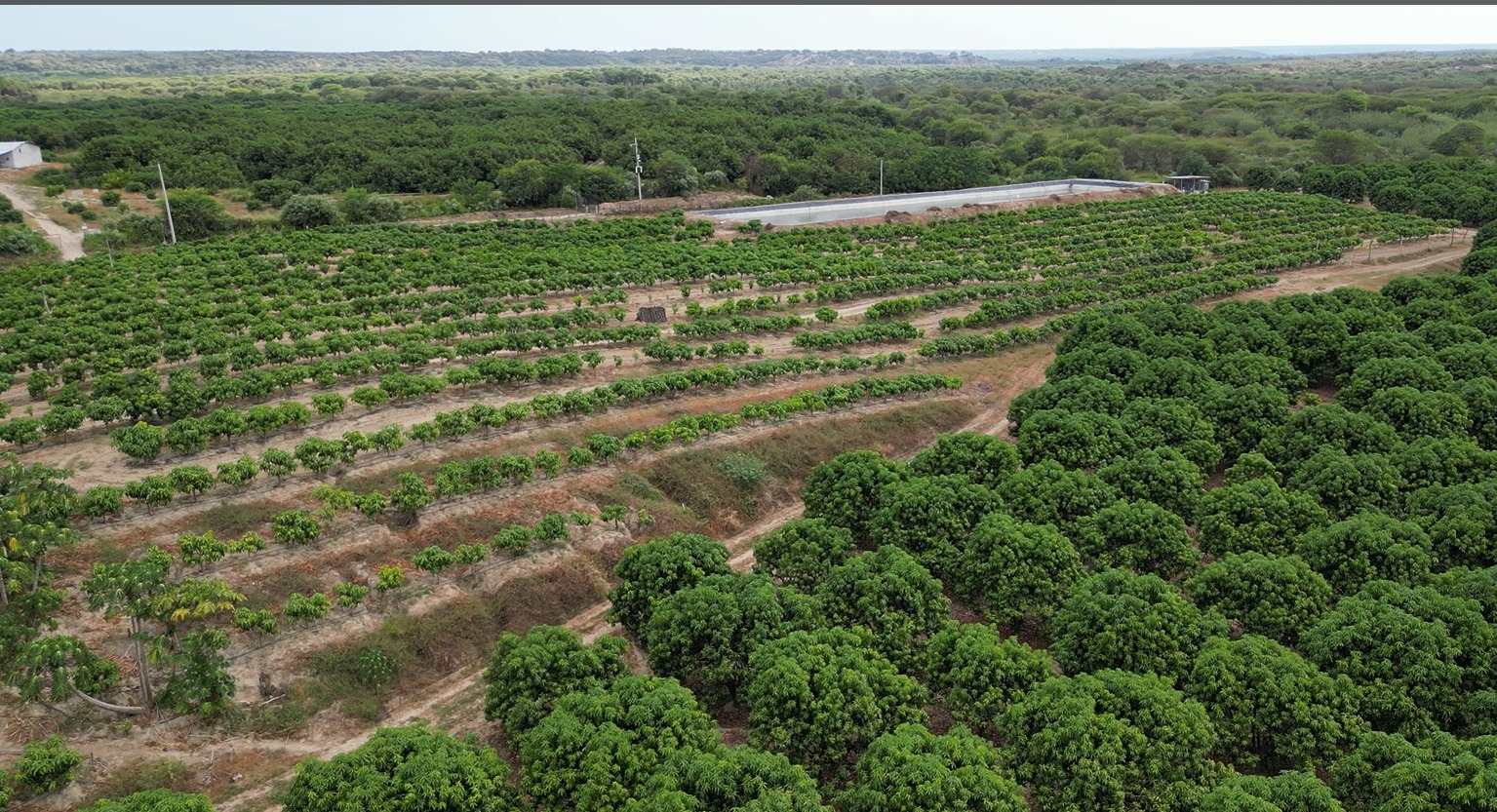 Trabajadores en el campo 3