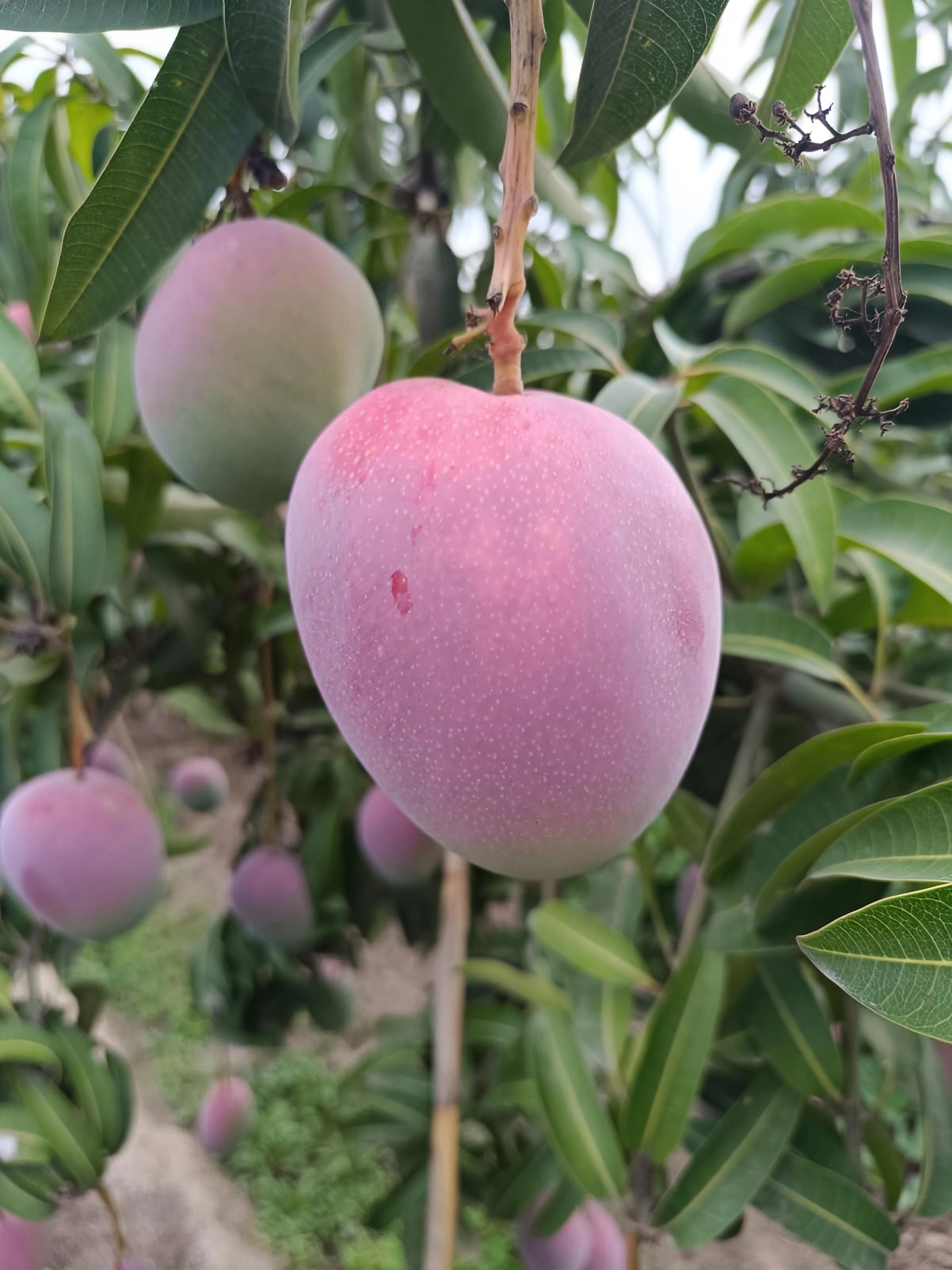 Trabajadores en el campo 5
